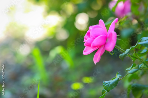 Pink roses bloom in the garden  pink roses on a blurred background  flowers with copy space  bouquet preparation  spring garden  art