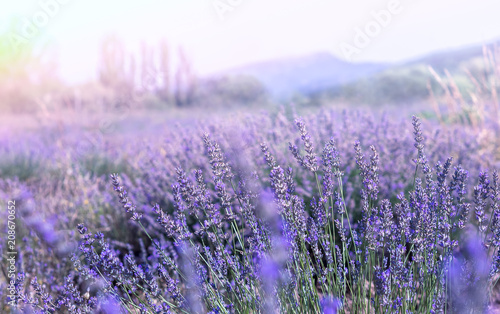 Lavender field in Provence. French landscape at ultra violet tone and soft light effect. Lavender flowers at sunlight in a soft focus, pastel colors and blur background.