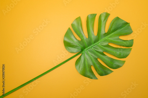 Beautiful green Monstera leaf on yellow background