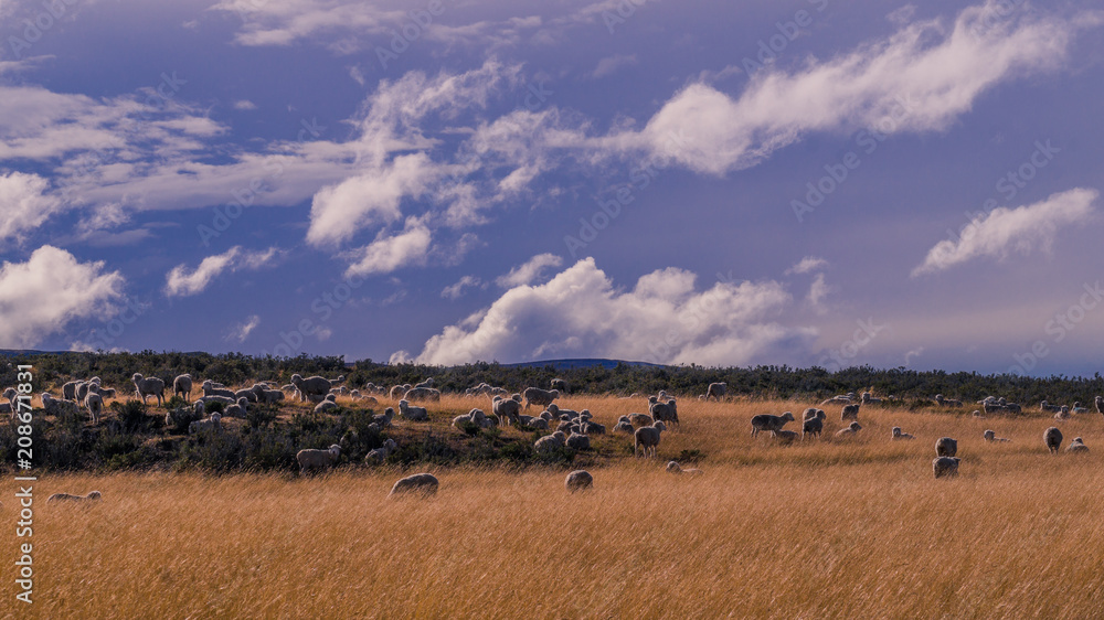Sheep in patagonia