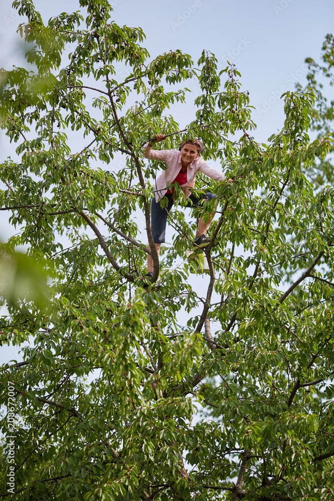 Fototapeta premium Woman picking black wild cherries
