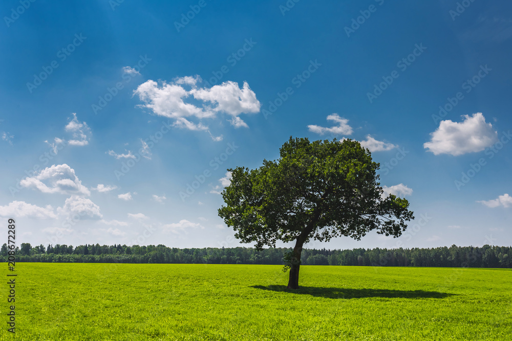 Obraz premium Field,tree and blue sky
