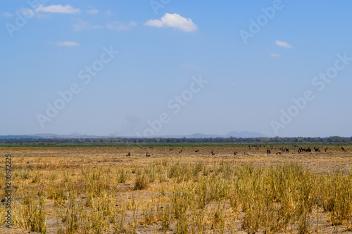 African prarie on sunny day