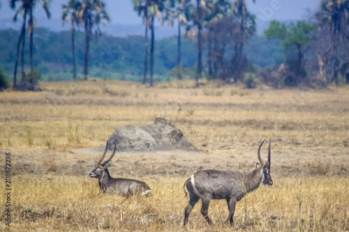 African prarie with grazing antelopes © Nels