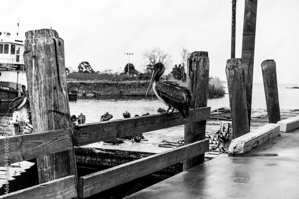 Fototapeta premium A bunch of Pelicans hanging around the fish market in Pensacola Florida hoping to get some scraps.