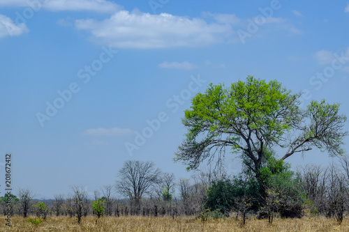 African prarie