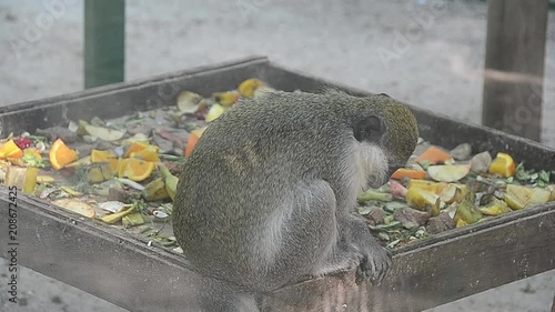 Chlorocebus sabaeus, green monkey photo