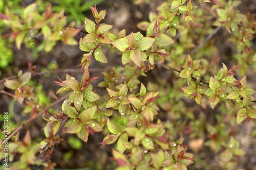 the leaves of the shrub