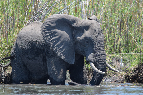 African bush elephant swimming in water. Loxodonta africana