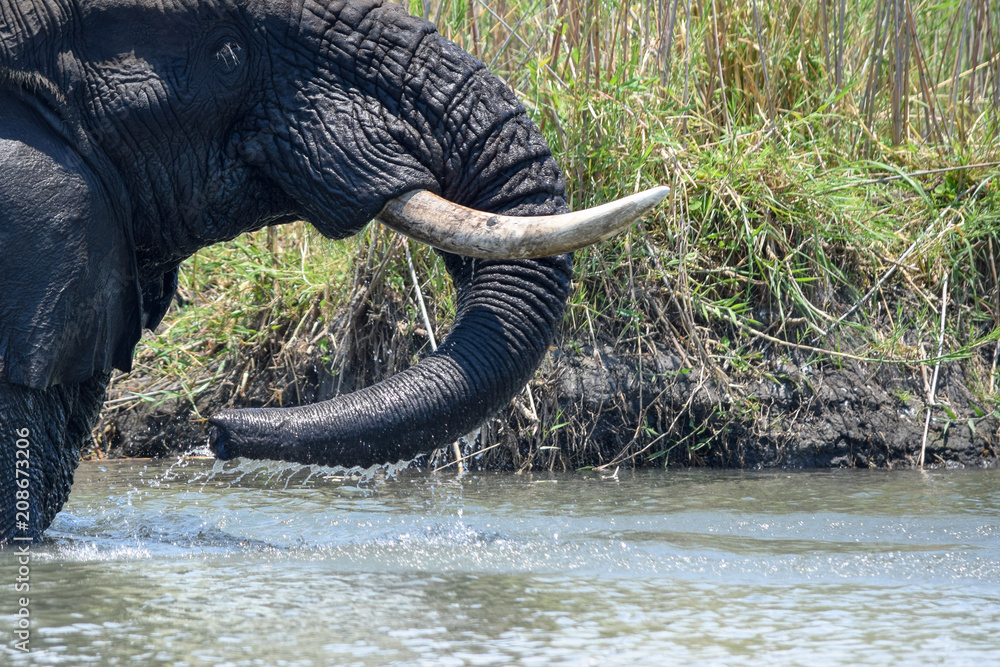 African bush elephant drinking water. Loxodonta africana