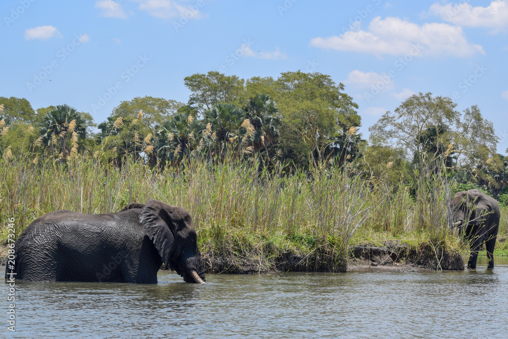 Obraz premium African bush elephant swimming in water. Loxodonta africana