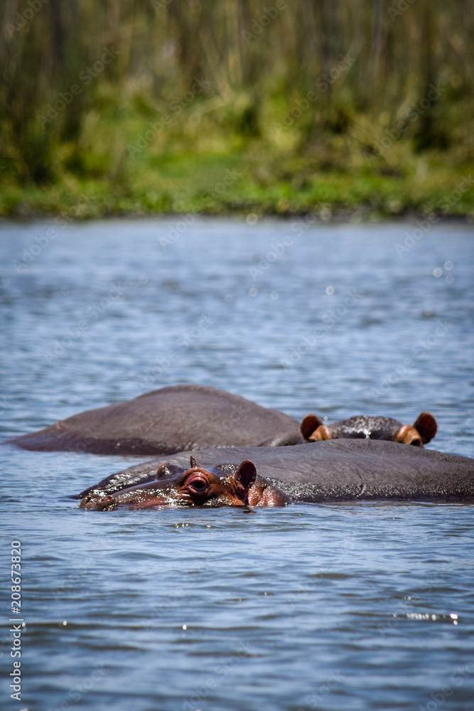 Fototapeta premium Hippopotamus swimming in river. Hippopotamus amphibius
