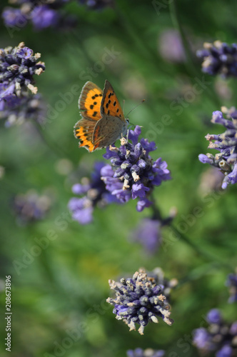 Schmetterling und Lavendel