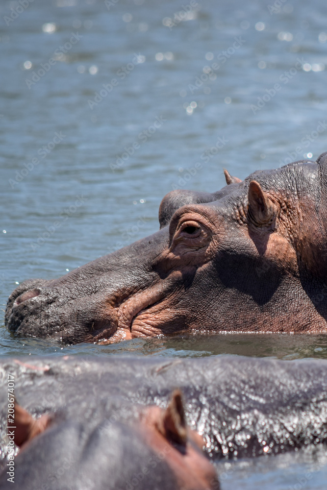 Hippopotamus swimming in river. Hippopotamus amphibius Hippopotamus swimming in river. Hippopotamus amphibius