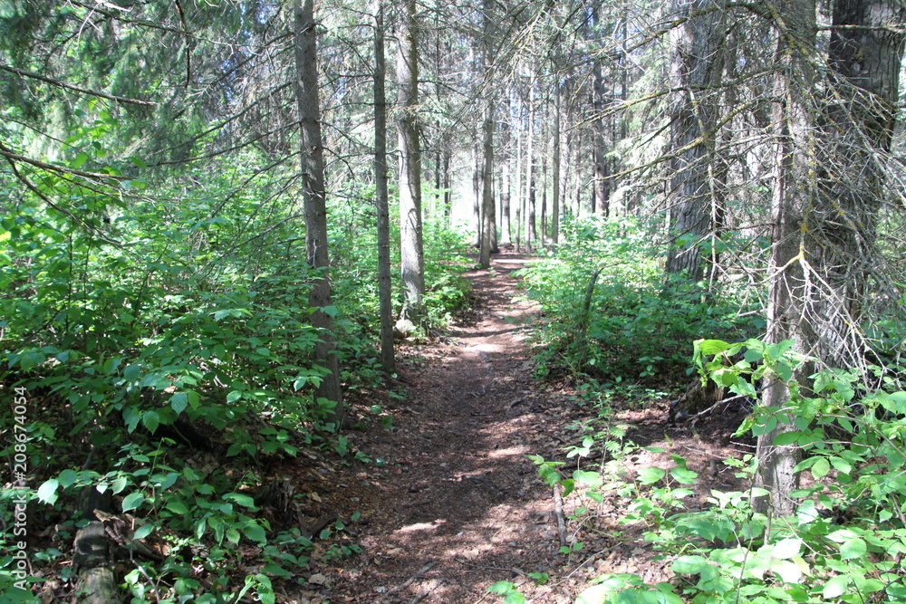 Path In The Forest, Whitemud Park, Edmonton, Alberta Path In The Forest, Whitemud Park, Edmonton, Alberta