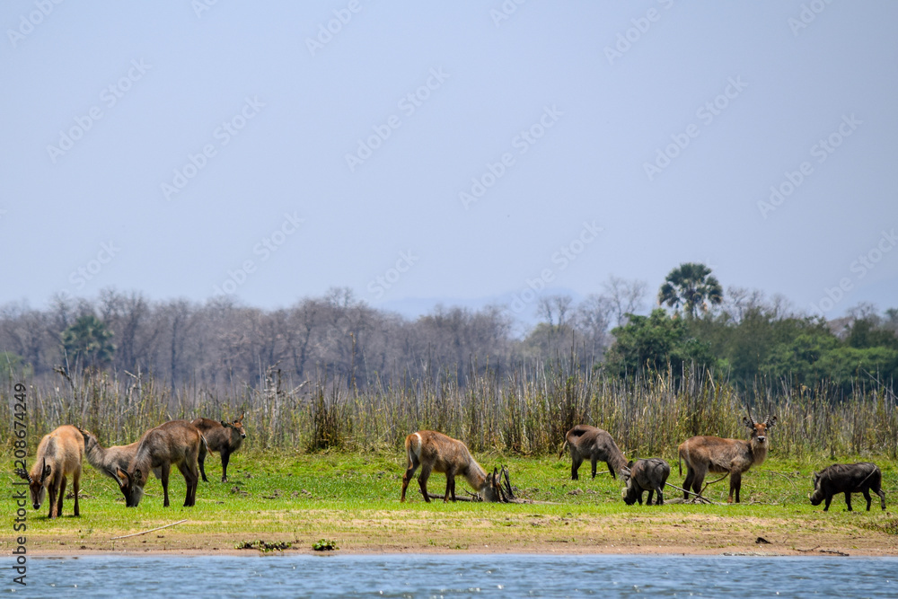 Group of antelopes and warthogs gathering near water source in Malawi, Africa Group of antelopes and warthogs gathering near water source in Malawi, Africa