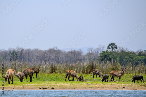 Group of antelopes and warthogs  gathering near water source in Malawi, Africa