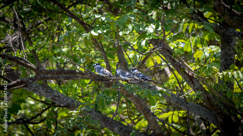 Pied Kingfishers sitting on tree branch. Ceryle rudis