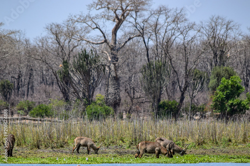 Group of safari animals gathering in Malawi, Africa