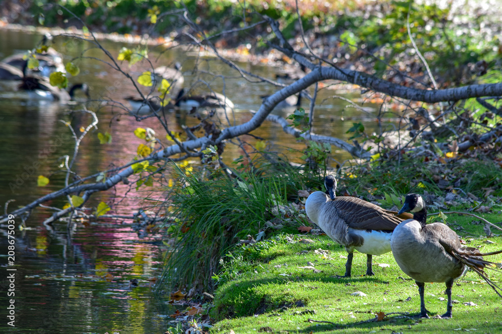 Fototapeta premium Canada Geese resting on bank of river among others. Branta canadensis