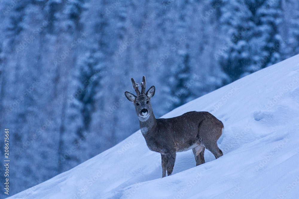 Curious deer faceing eye to eye Curious deer faceing eye to eye