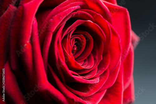get hypnotized by this stunning rose