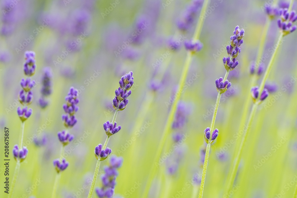 Naklejka premium purple lavender filed with creamy background