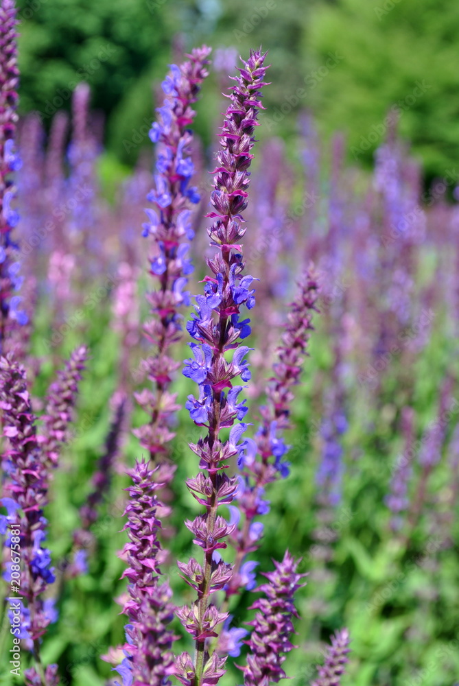 Szałwia - Salvia officinalis