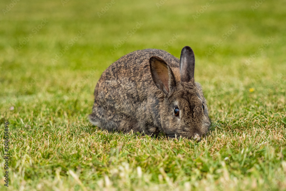 portrait of brown rabbit eating on the green grass field portrait of brown rabbit eating on the green grass field
