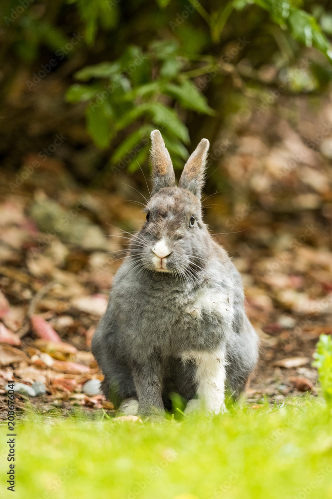Obraz premium grey rabbit with white nose and one white foot sitting on ground with green foreground 