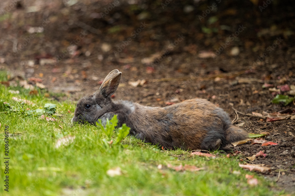 Obraz premium brown rabbit eating grasses while laying on the ground 