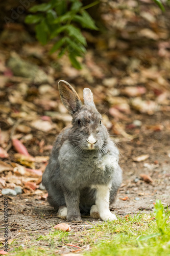 cute grey rabbit with ears pointing two direction sitting on the ground looking at you.