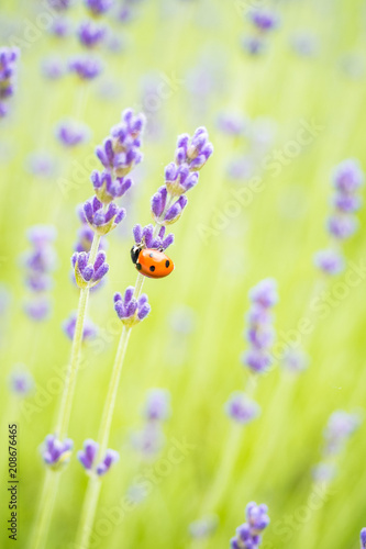 ladybug handing under lavender flower on the field