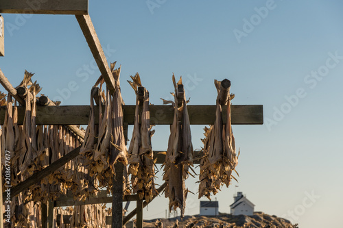 Stockfish, dried by cold air and wind, at the fishing harbor of Henningsvaer at Lofoten Islands / Norway