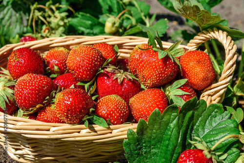 harvested strawberries in a basket on the field