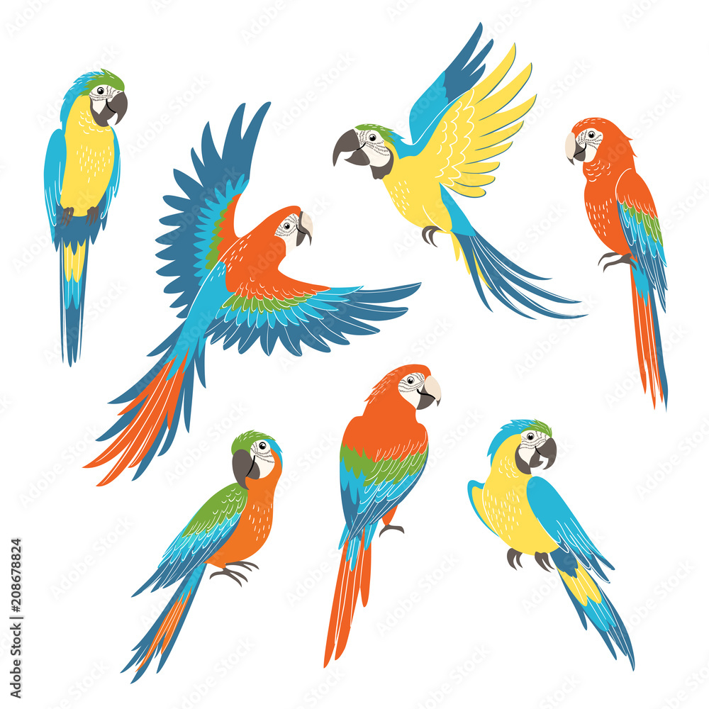 Set of colorful macaw parrots isolated on white background
