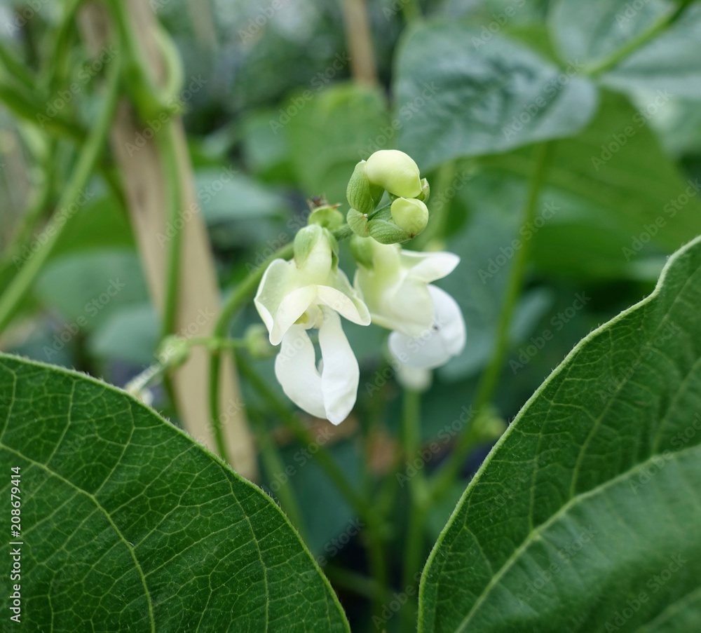 インゲンの花 インゲンの花