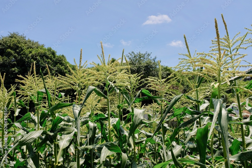 Obraz premium 初夏のとうもろこし