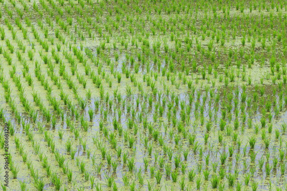 田んぼ風景 田んぼ風景