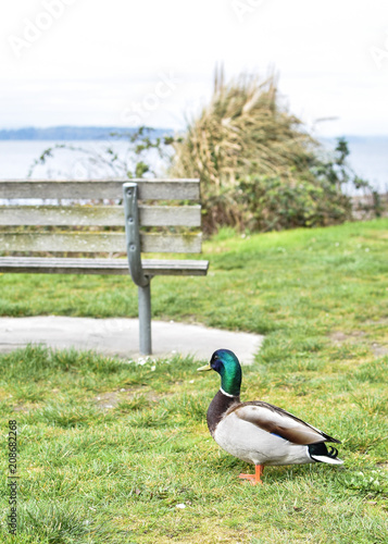 Wallpaper Mural Mallard duck peacefully walks around a bench by the water front Torontodigital.ca