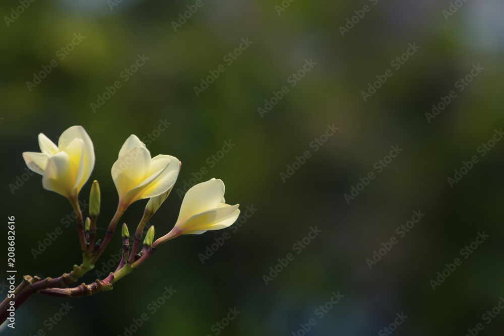Obraz premium Plumeria flowers in the garden.