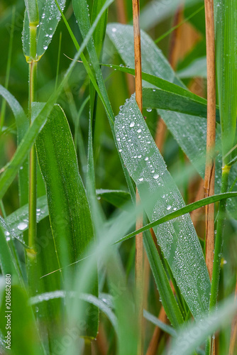 Drop of dew in morning on leaf photo