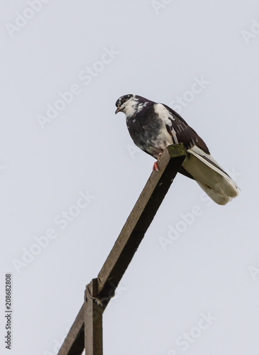 Pigeon sits on a perch photo