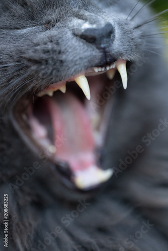 Gray cat yawning © Alexander Oganezov