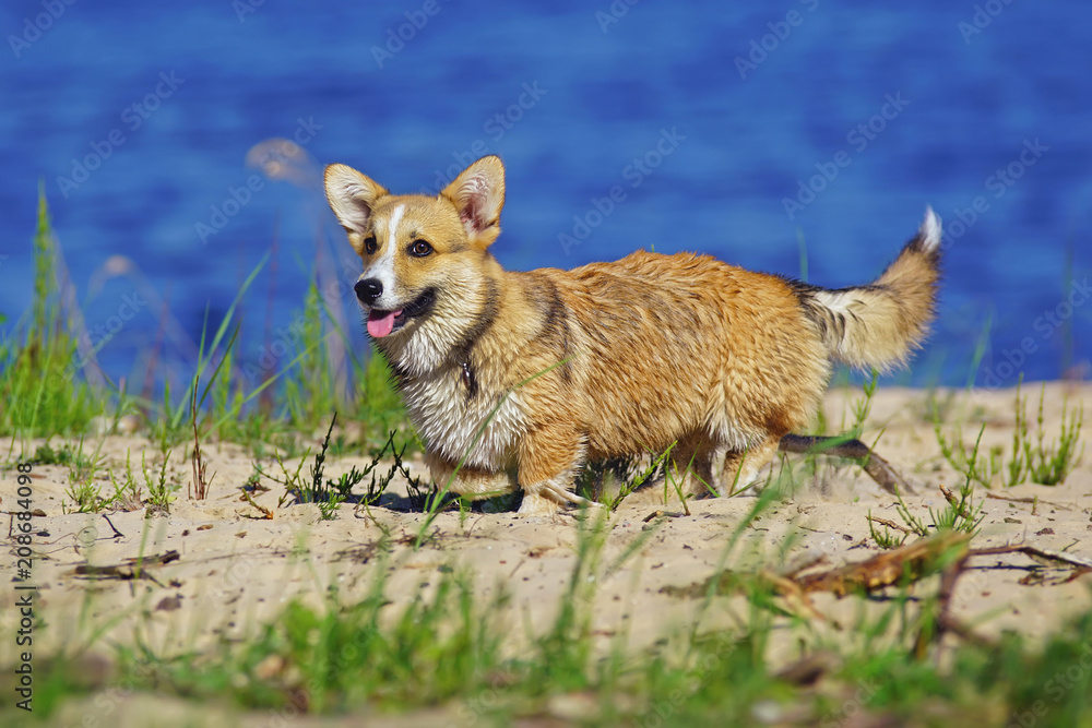 Fototapeta premium Cute Welsh Corgi Pembroke puppy walking outdoors on a sandy beach in summer