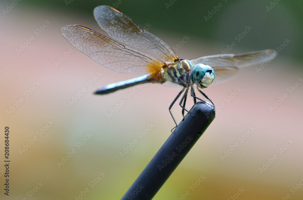 Dragonfly closeup Dragonfly closeup