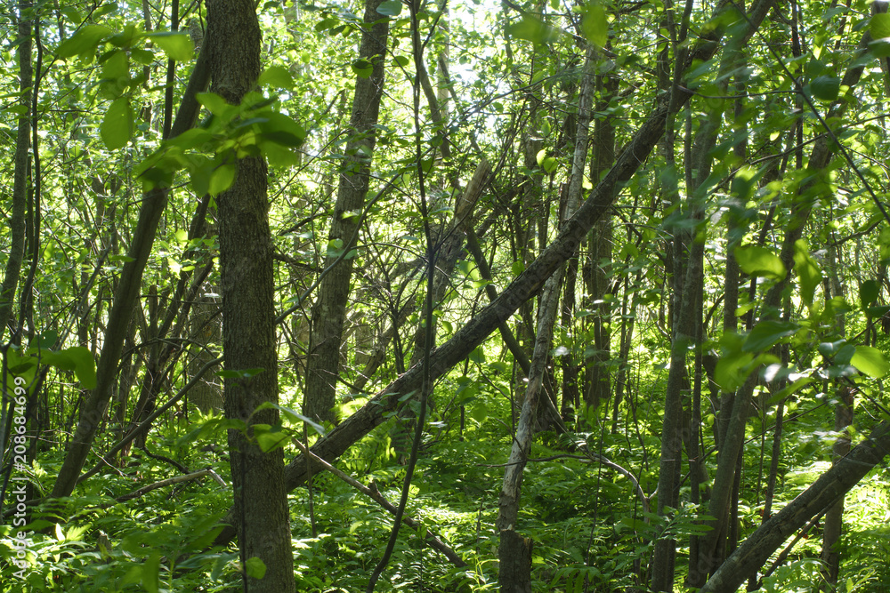 Fototapeta premium ecology forest background wood environment green foliage trees and branches