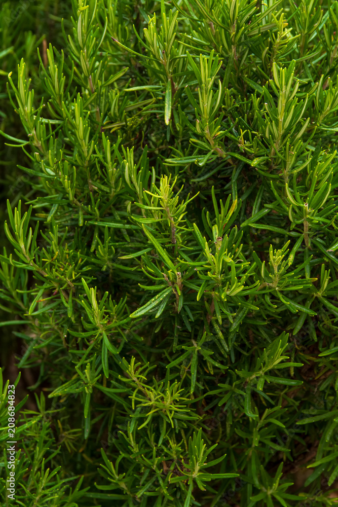 Rosemary plant