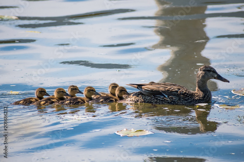 Mama Duck With Babies