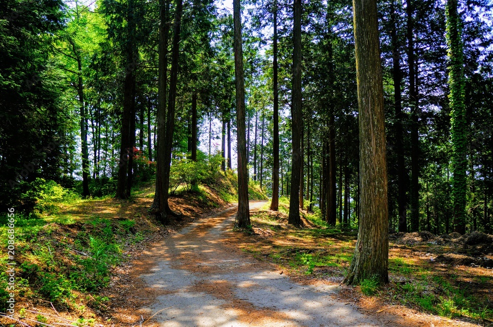 Fototapeta premium 森林の中の小道